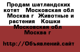 Продам шатландских котят - Московская обл., Москва г. Животные и растения » Кошки   . Московская обл.,Москва г.